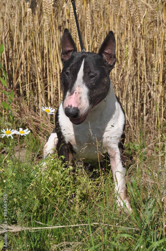 Bull Terrier Dog on nature on field Bull Terrier Dog on nature on field