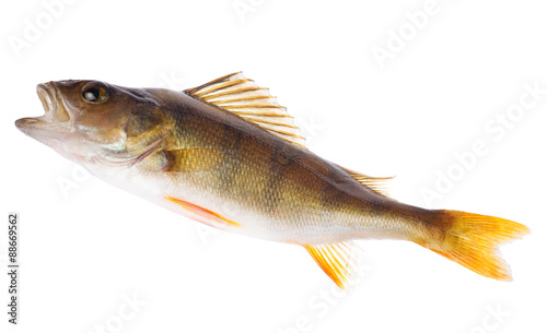 single brown perch on white