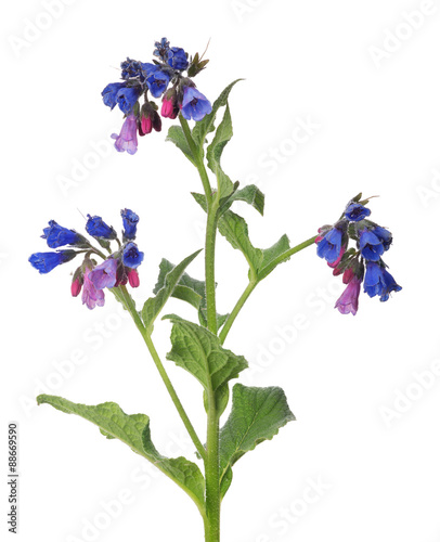 Fototapeta Naklejka Na Ścianę i Meble -  dark blue and red wild flower isolated on white