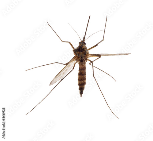 small brown isolated mosquito