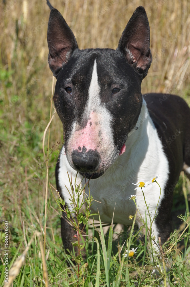 Bull Terrier Dog on nature on field Bull Terrier Dog on nature on field