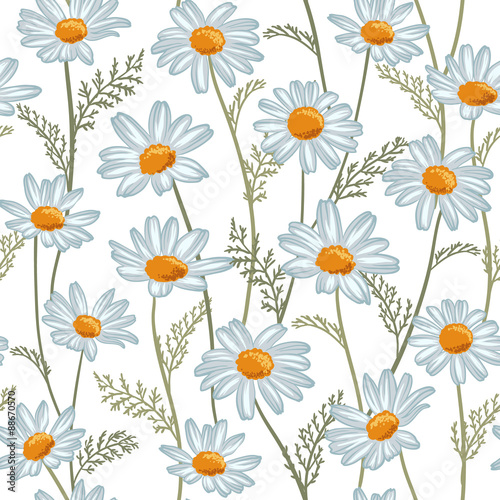 Floral pattern.Chamomiles on white background.