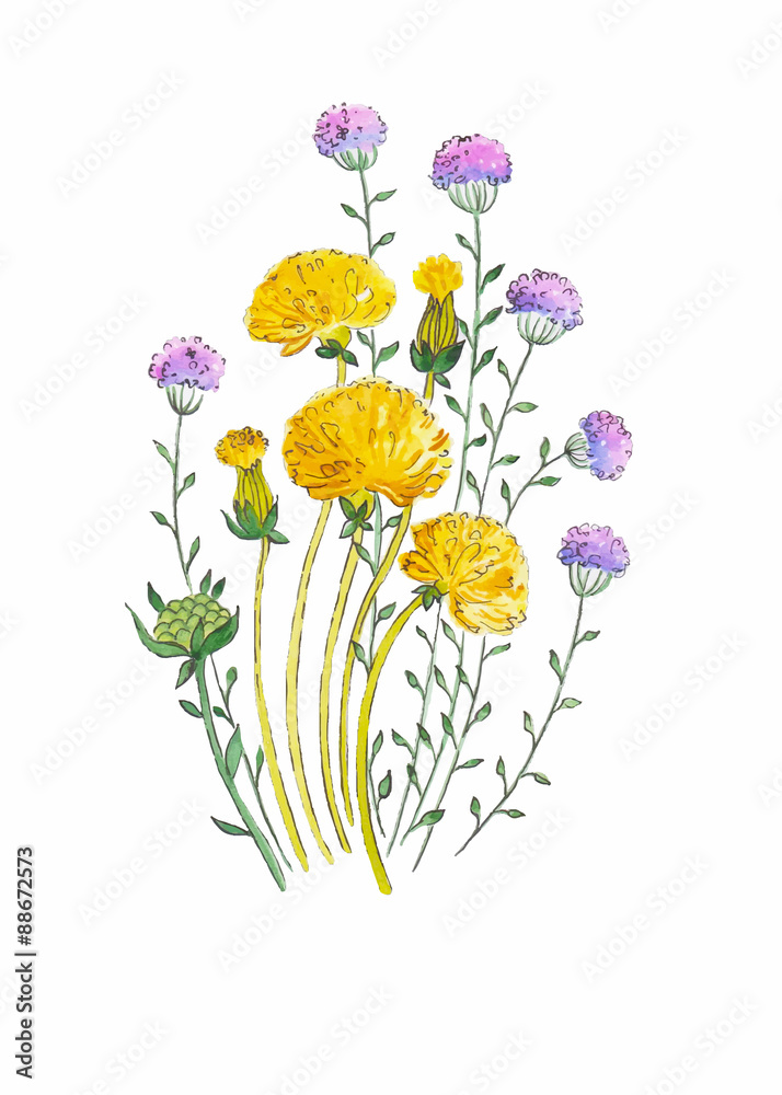 Fototapeta premium Dandelion and herbs watercolor illustration hand painted in vintage manner