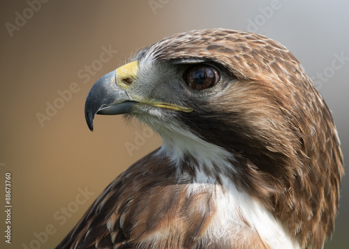 Tableau sur toile Red tailed hawk headshot