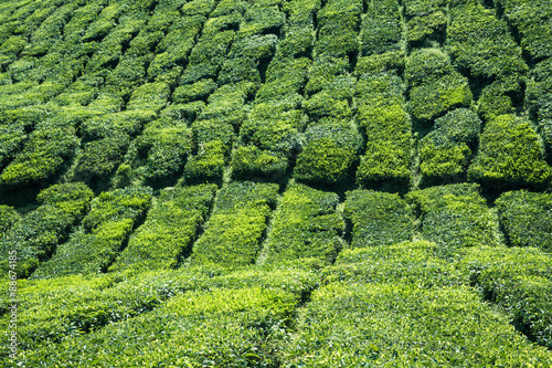Tea plantations in Munnar, Kerala, India © Lukasz Janyst