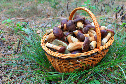 beautiful forest mushrooms in a basket