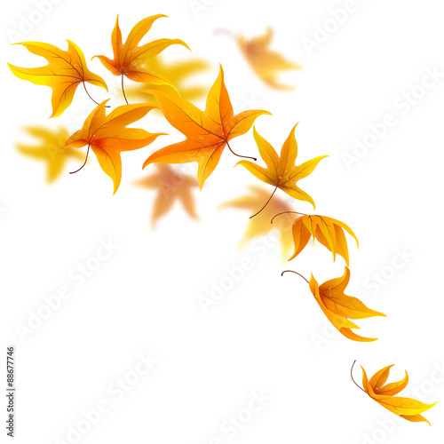 Falling autumn maple leaves on white, vector illustration