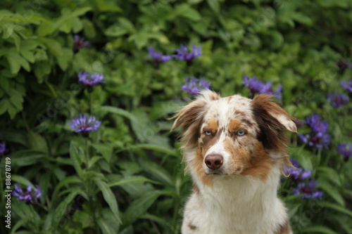 Austrailian Shepherd mit blauen Augen vor Blumen © Petra Eckerl