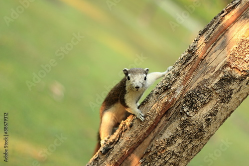 Finlayson Squirrel in the Chatuchak 