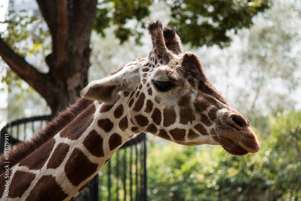 Obraz premium Giraffe, Zoo, Tokyo