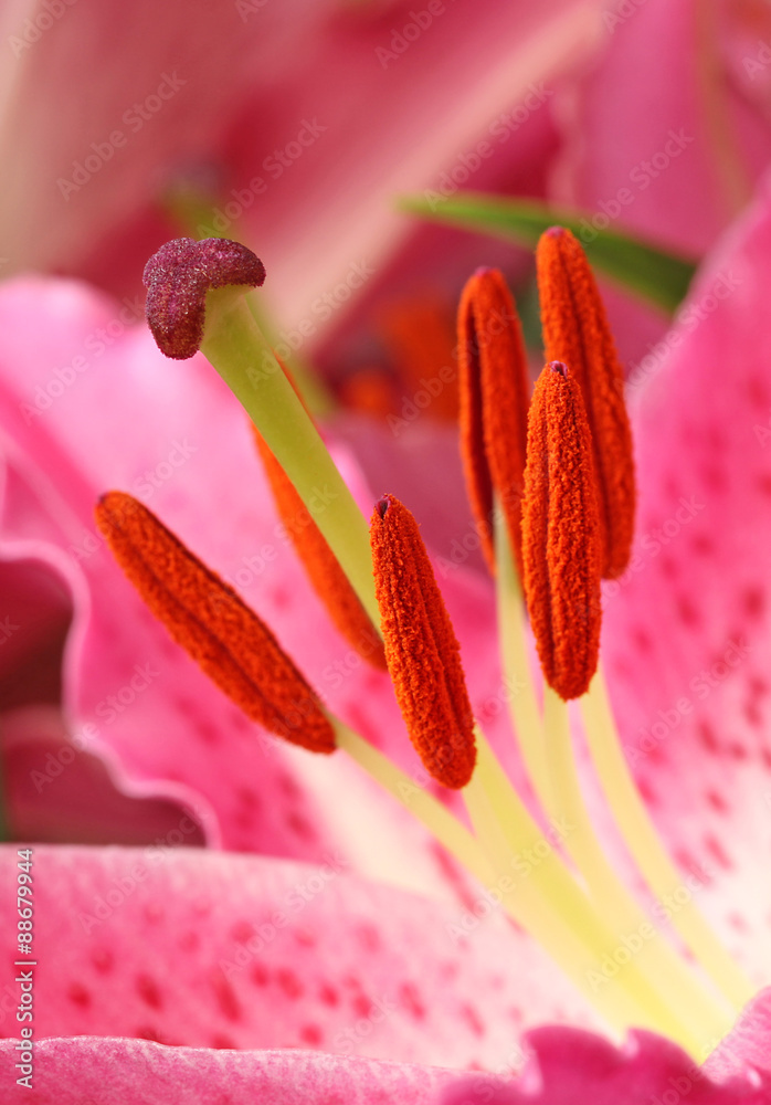 étamines d'une fleur de lys Stock Photo Adobe Stock