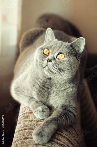 Canvas Print .Gray british cat lying near the window close up