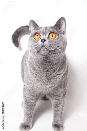 British cat on white background