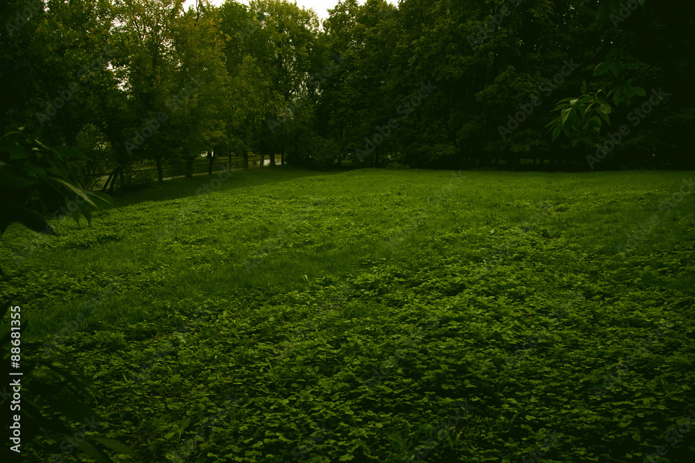 Obraz premium meadow with green grass in the summer forest