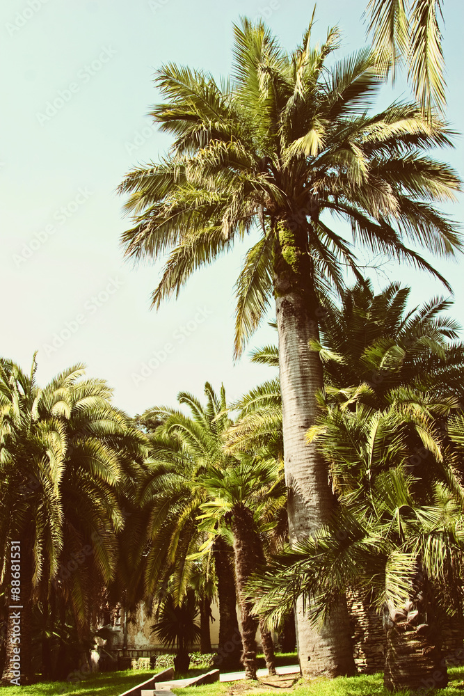 Tropical forest with palms Tropical forest with palms