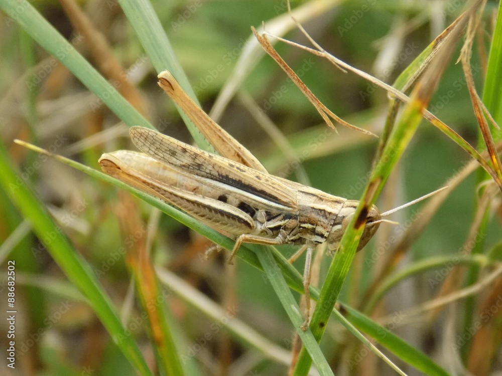 Grasshopper on grass blade Grasshopper on grass blade