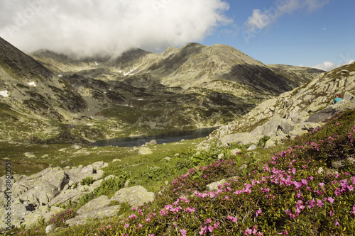Beautiful mountain landscape with blossoming pink rhododendron flowers with clouds in Carpathian mountains