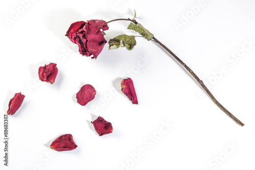 dried rose