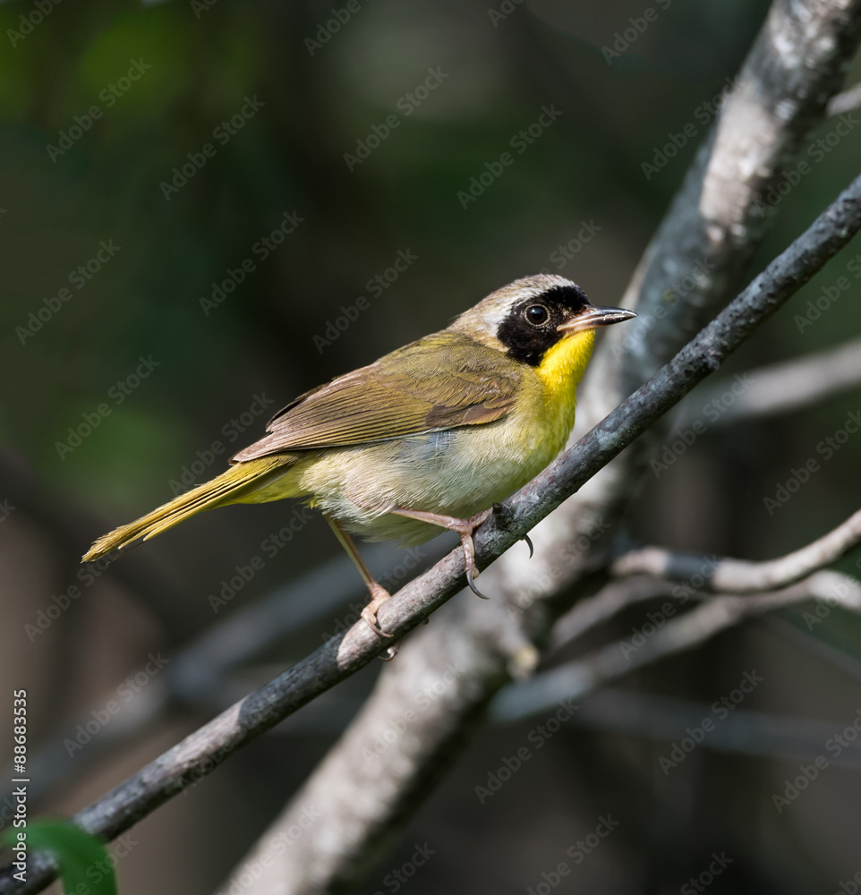Fototapeta premium Common Yellowthroat 