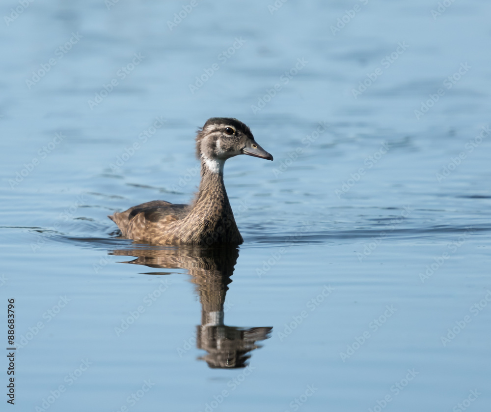 Wood Duck Juvenile Swimming
