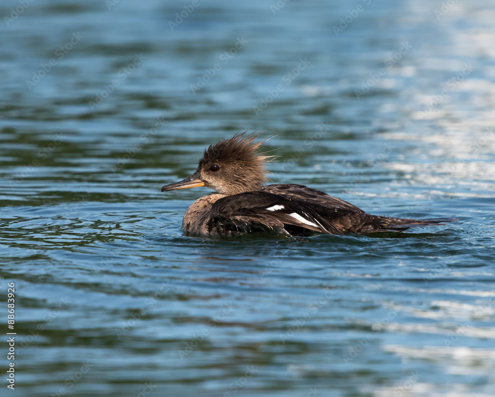 Female Hooded Merganser swimming Female Hooded Merganser swimming