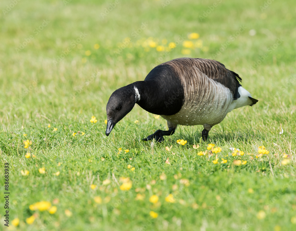 Brant Goose Brant Goose