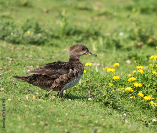 Female Hooded Merganser in Summer