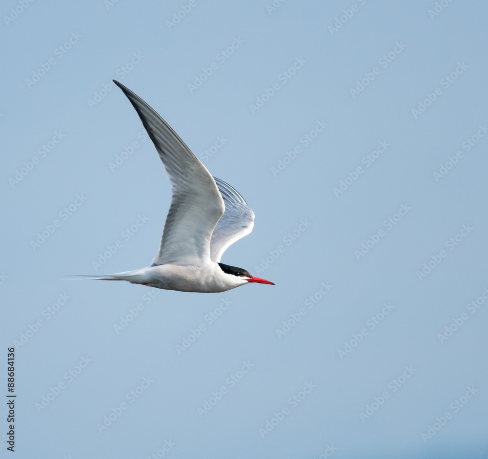Obraz premium Common Tern in Flight on Blue Sky