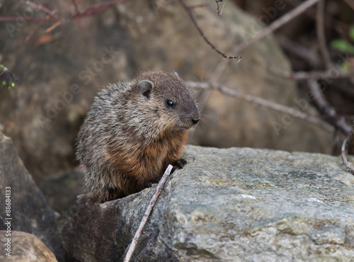 Groundhog Sitting on Rock