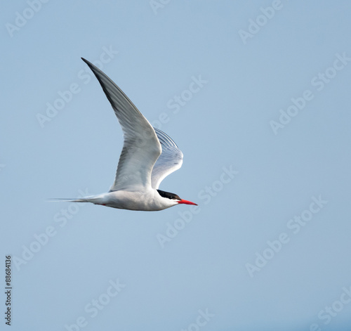 Common Tern in Flight on Blue Sky
