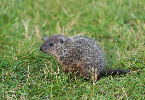 Groundhog Sitting on Green Grass © FotoRequest
