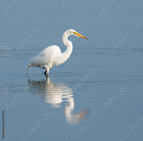 Great Egret with Reflection