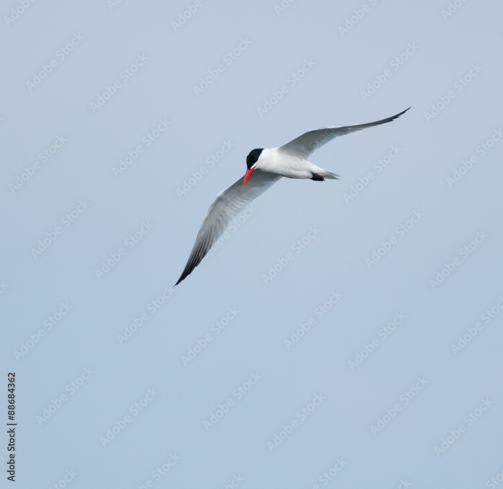 Obraz premium Caspian Tern in Flight on Blue Sky