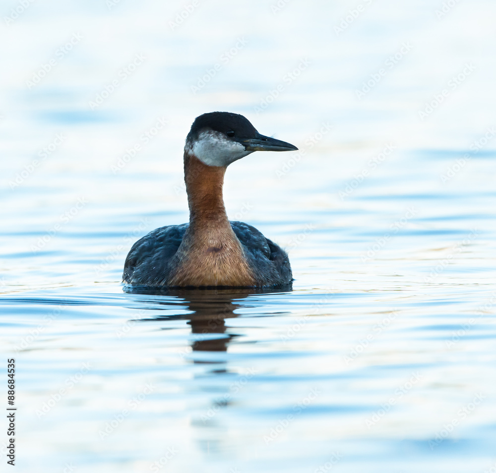 Fototapeta premium Red Necked Grebe Swimming