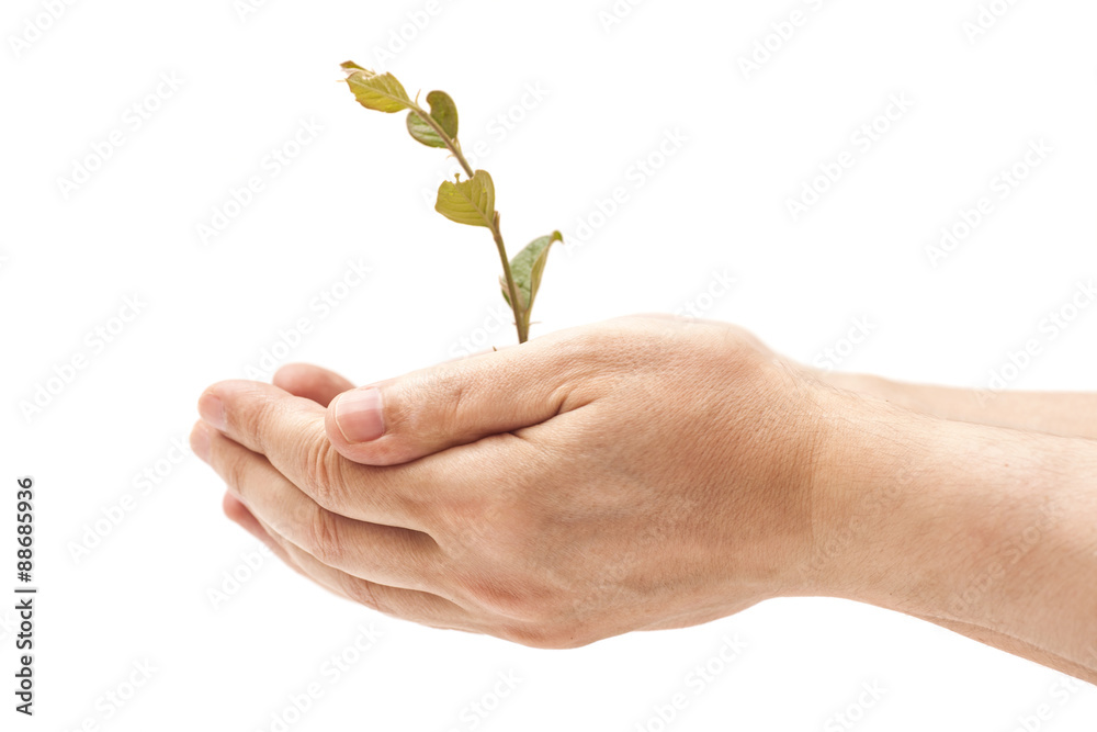 human hand holding  young plant