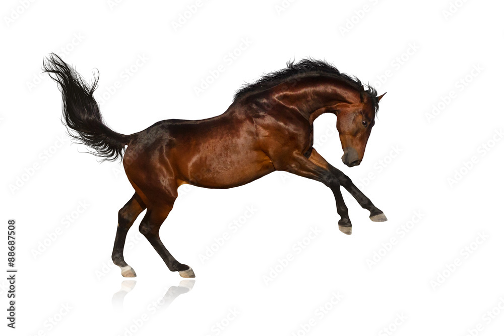 Fototapeta premium Beautiful bay horse jump on white background