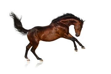 Beautiful bay horse jump on white background