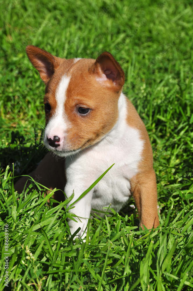 beautiful Basenji dog puppy on the green grass