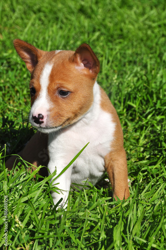 Fototapeta Naklejka Na Ścianę i Meble -  beautiful Basenji dog puppy on the green grass