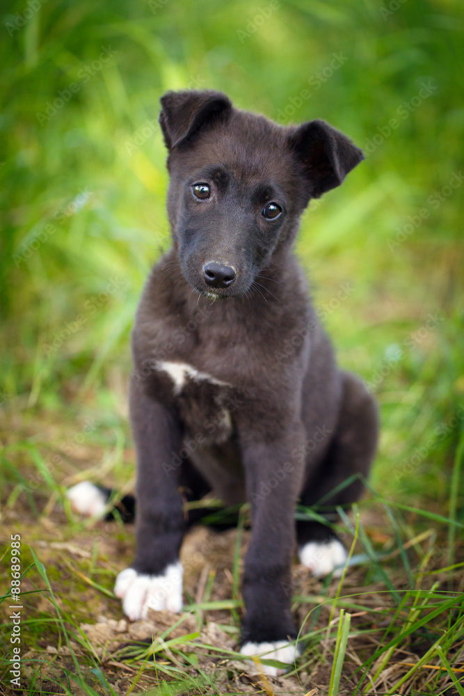 Naklejka premium purebred puppy