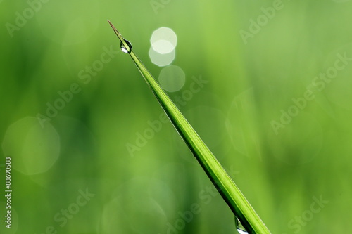 A Blade of Grass with Dew in the Morning, illustrating Concept of Natural Green Environment 