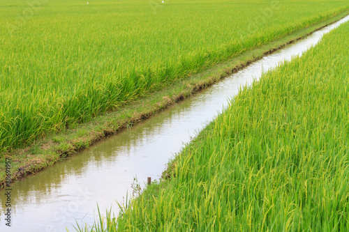 Irrigation canal in the paddy ,Thailand