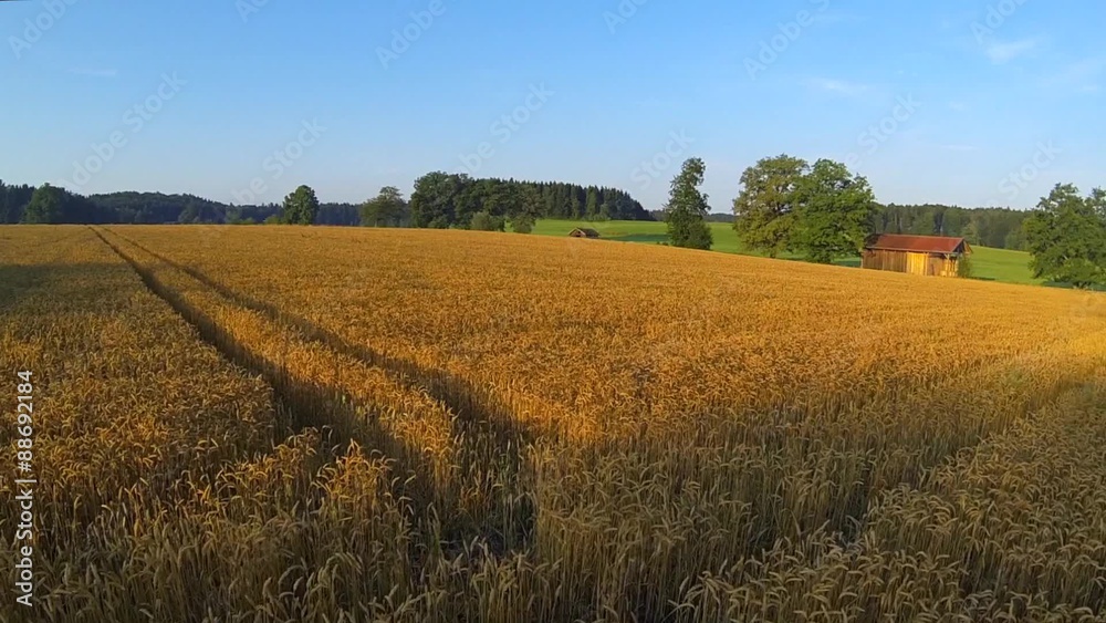 Flight over a ripe grain field in summer Flight over a ripe grain field in summer