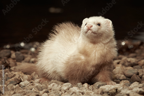 Champagne ferret posing on gravel beach near lake for pet portraits