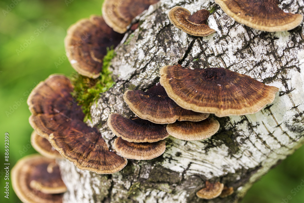 Mushrooms on the white background Mushrooms on the white background