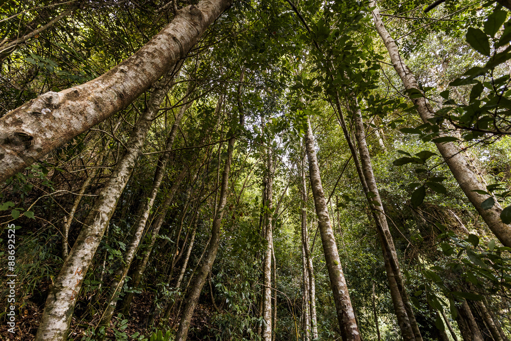 Obraz premium Valdivian temperate rain forest