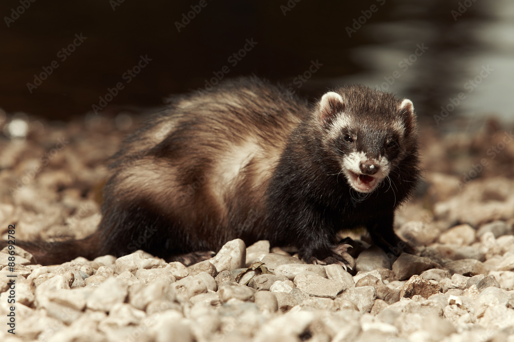 Happy pet - ferret outdoor