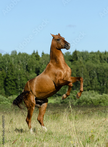beautiful purebred stallion rearing on freedom