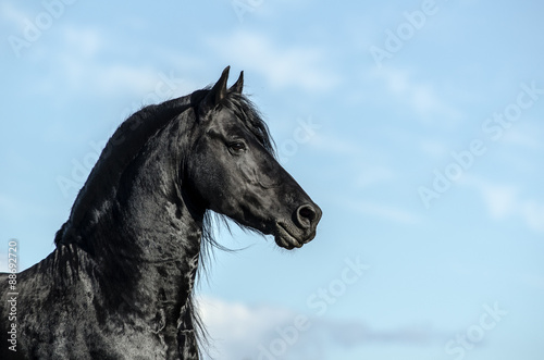 Black frisian stallion over a blue sky portrait
