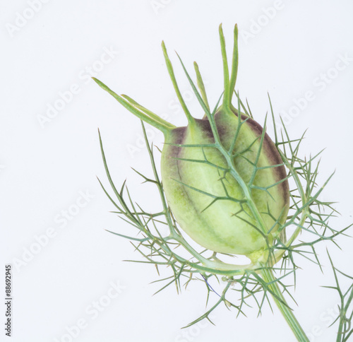 Fototapeta Naklejka Na Ścianę i Meble -  Jungfer im Grünen